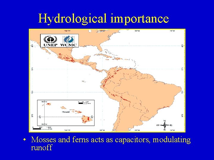 Hydrological importance • Mosses and ferns acts as capacitors, modulating runoff 