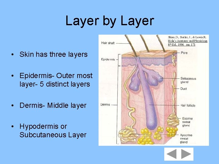 Layer by Layer • Skin has three layers • Epidermis- Outer most layer- 5