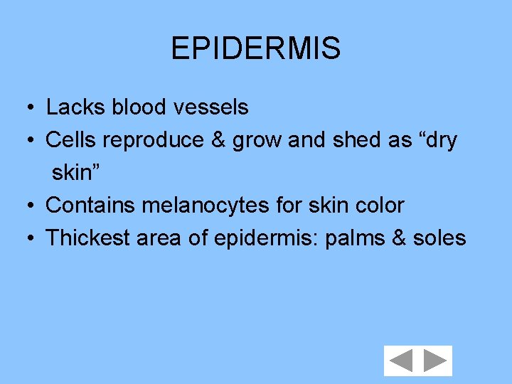 EPIDERMIS • Lacks blood vessels • Cells reproduce & grow and shed as “dry