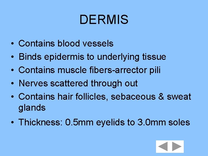 DERMIS • • • Contains blood vessels Binds epidermis to underlying tissue Contains muscle