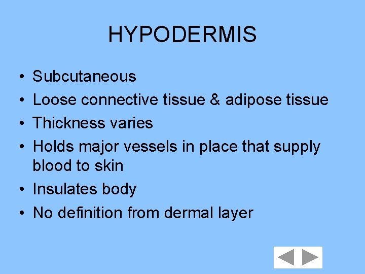 HYPODERMIS • • Subcutaneous Loose connective tissue & adipose tissue Thickness varies Holds major