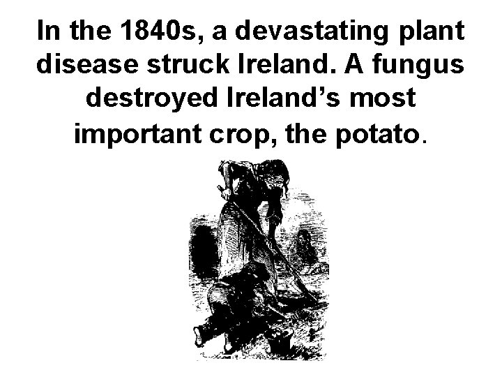 In the 1840 s, a devastating plant disease struck Ireland. A fungus destroyed Ireland’s