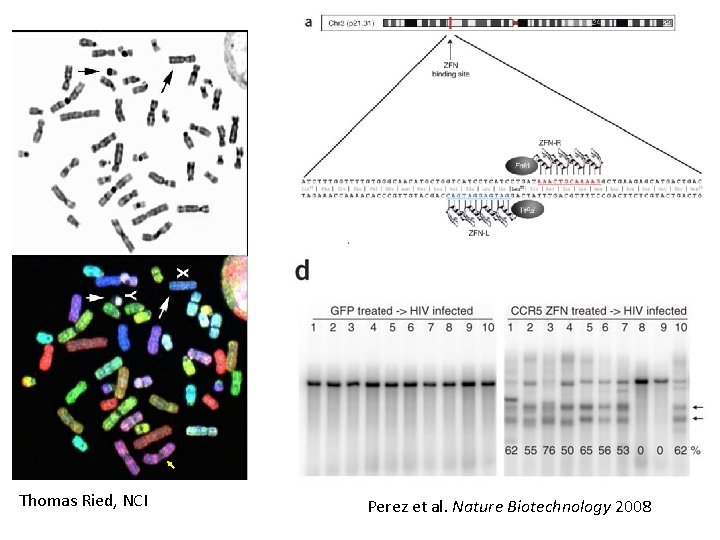 Thomas Ried, NCI Perez et al. Nature Biotechnology 2008 