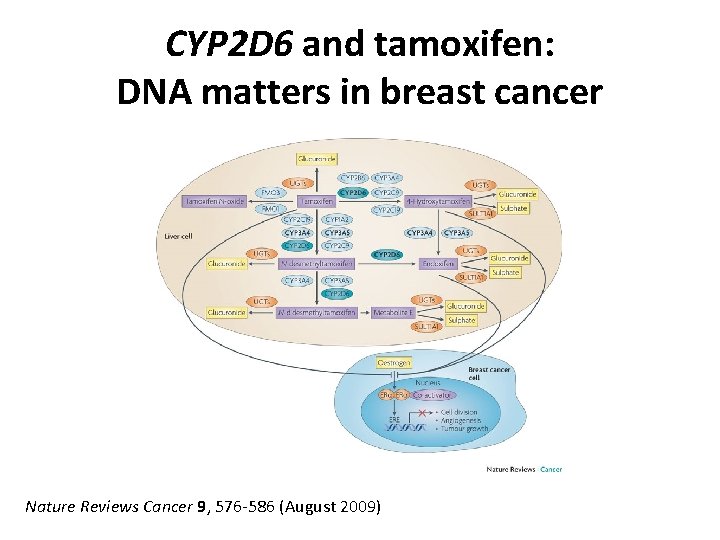 CYP 2 D 6 and tamoxifen: DNA matters in breast cancer Nature Reviews Cancer