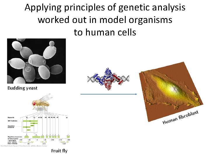 Applying principles of genetic analysis worked out in model organisms to human cells Budding