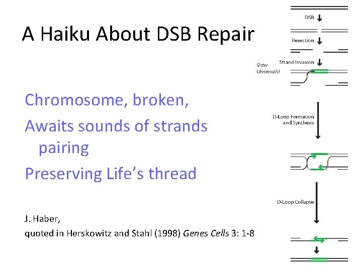 A Haiku About DSB Repair Chromosome, broken, Awaits sounds of strands pairing Preserving Life’s