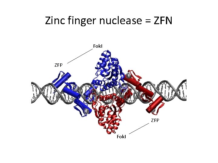 Zinc finger nuclease = ZFN Fok. I ZFP Fok. I 