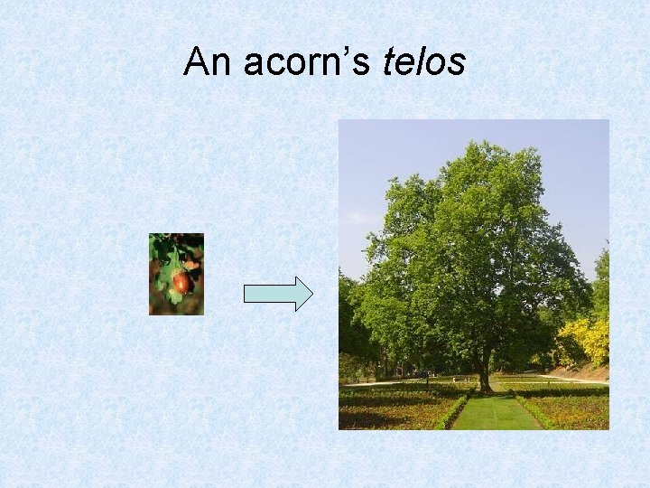 An acorn’s telos 