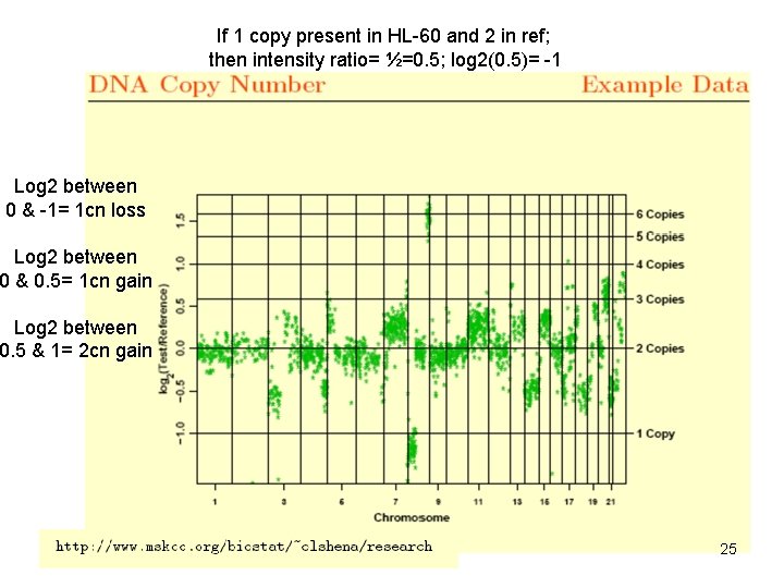If 1 copy present in HL-60 and 2 in ref; then intensity ratio= ½=0.