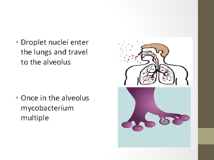  • Droplet nuclei enter the lungs and travel to the alveolus • Once