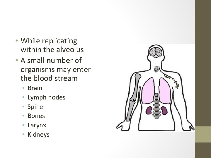  • While replicating within the alveolus • A small number of organisms may