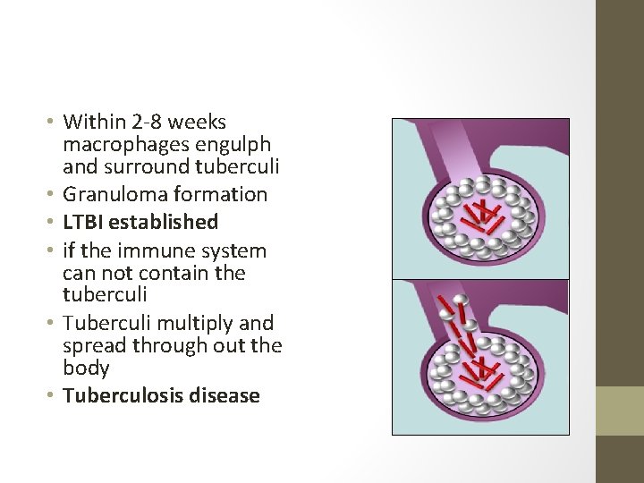  • Within 2 -8 weeks macrophages engulph and surround tuberculi • Granuloma formation