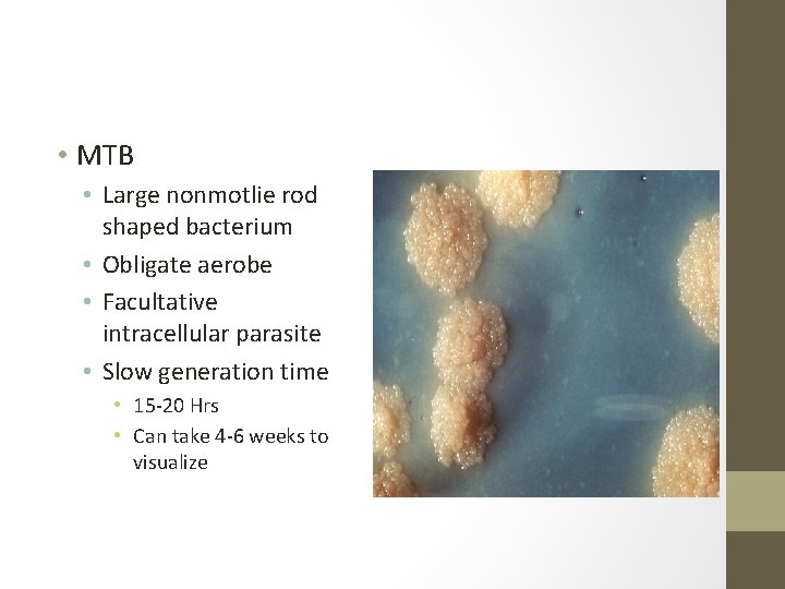  • MTB • Large nonmotlie rod shaped bacterium • Obligate aerobe • Facultative