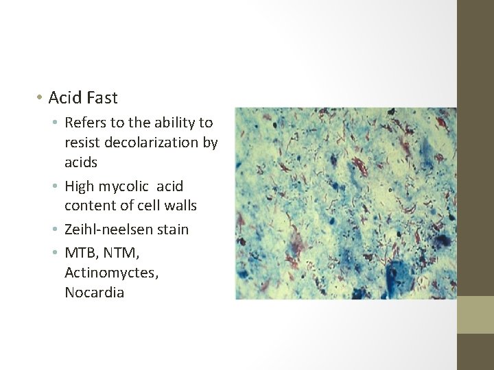  • Acid Fast • Refers to the ability to resist decolarization by acids