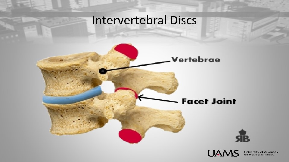 Intervertebral Discs 