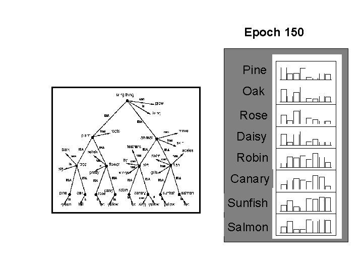 Epoch 150 Pine Oak Rose Daisy Robin Canary Sunfish Salmon 