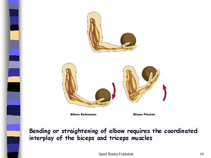 Bending or straightening of elbow requires the coordinated interplay of the biceps and triceps