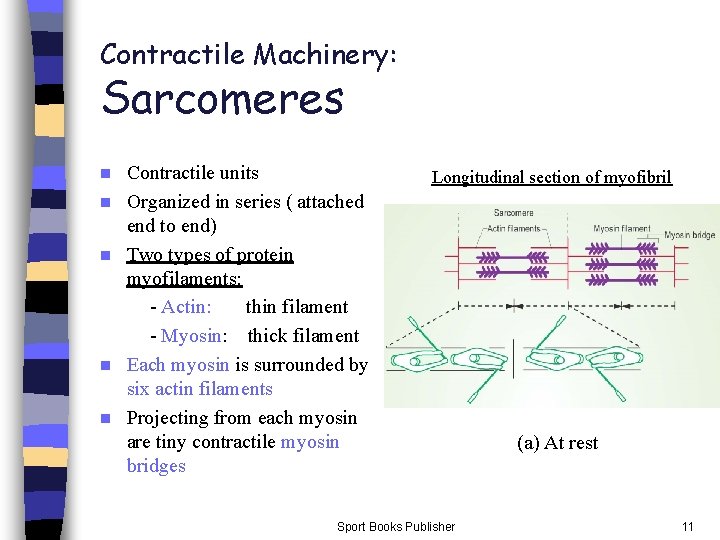 Contractile Machinery: Sarcomeres n n n Contractile units Organized in series ( attached end