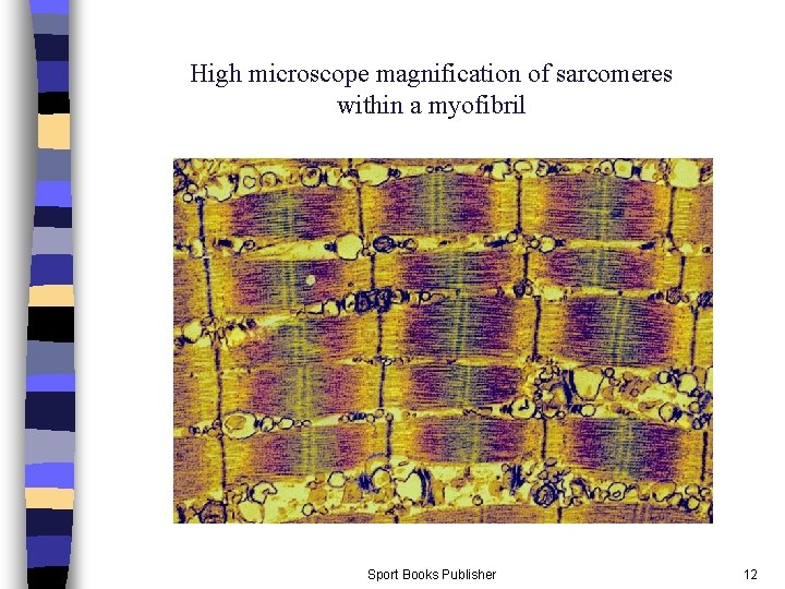 High microscope magnification of sarcomeres within a myofibril Sport Books Publisher 12 