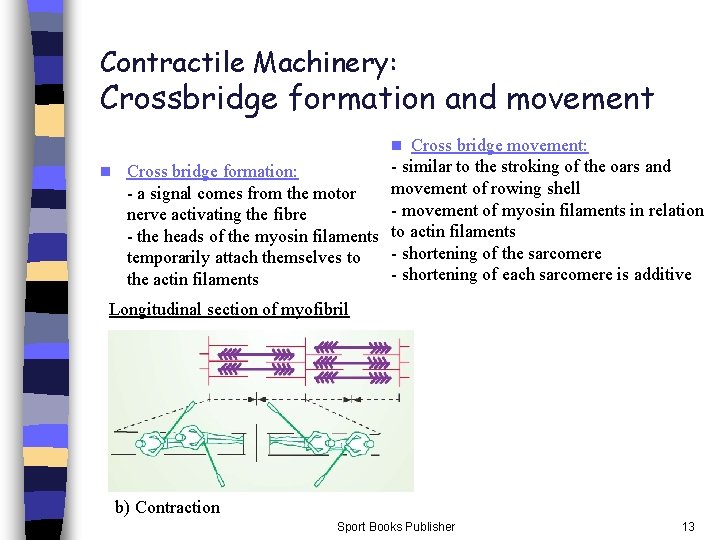 Contractile Machinery: Crossbridge formation and movement Cross bridge movement: - similar to the stroking