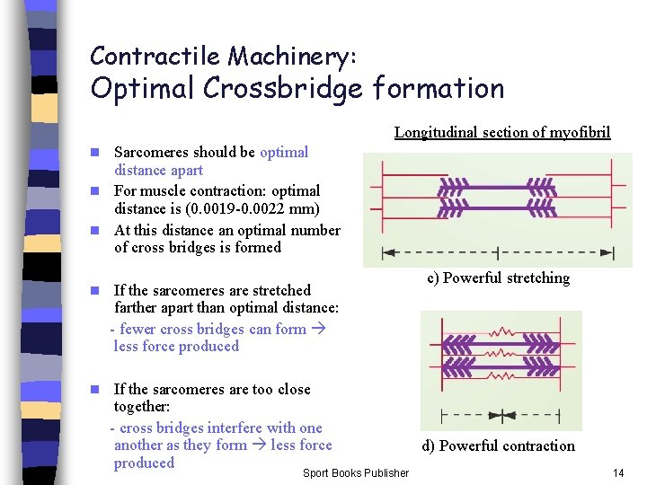 Contractile Machinery: Optimal Crossbridge formation Longitudinal section of myofibril Sarcomeres should be optimal distance