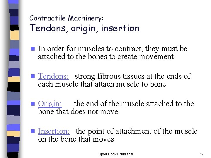 Contractile Machinery: Tendons, origin, insertion n In order for muscles to contract, they must