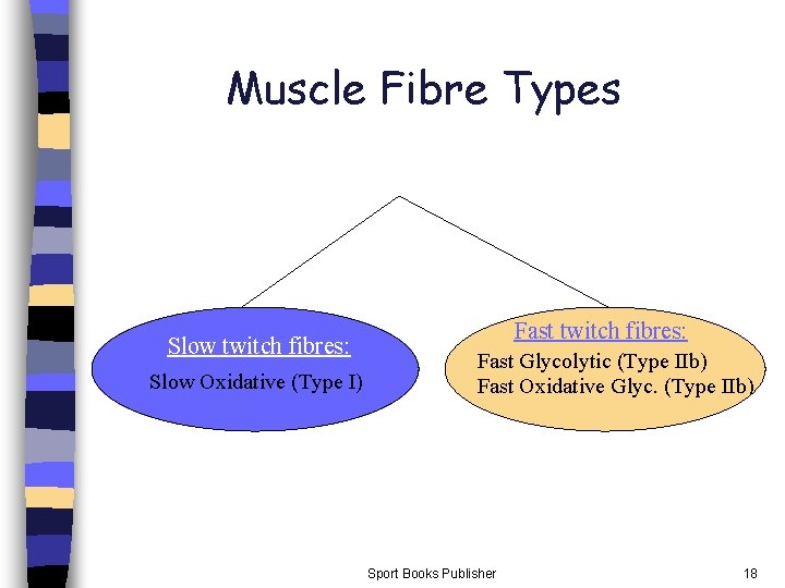 Muscle Fibre Types Slow twitch fibres: Slow Oxidative (Type I) Fast twitch fibres: Fast
