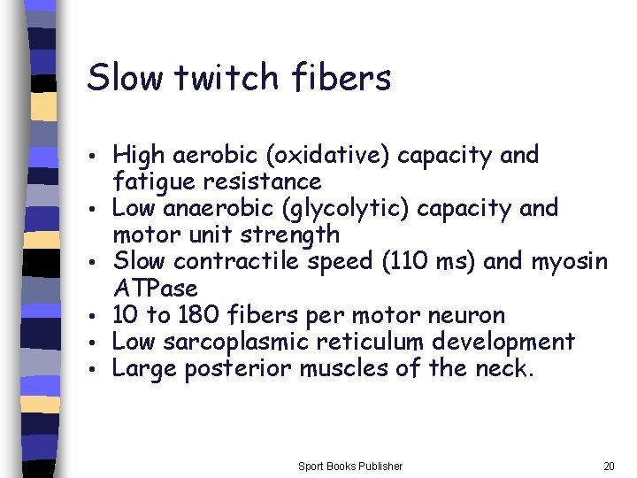 Slow twitch fibers • • • High aerobic (oxidative) capacity and fatigue resistance Low