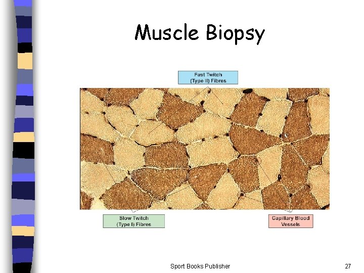 Muscle Biopsy Sport Books Publisher 27 