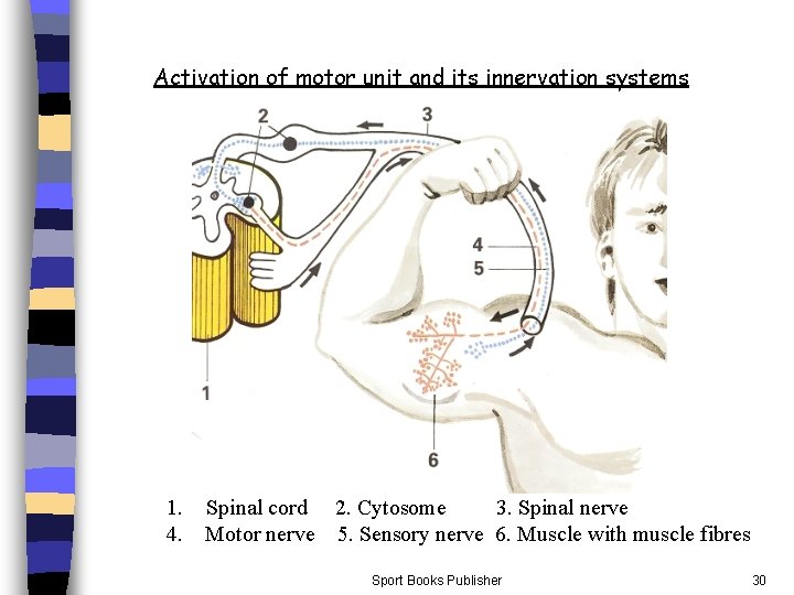 Activation of motor unit and its innervation systems 1. Spinal cord 2. Cytosome 3.