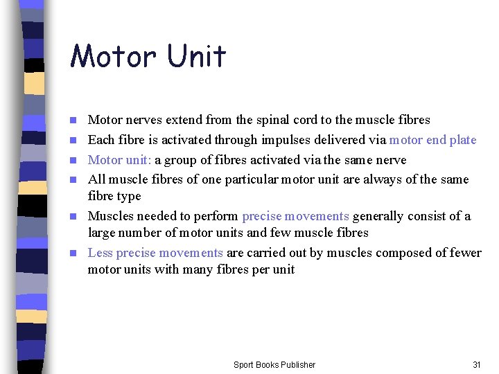Motor Unit n n n Motor nerves extend from the spinal cord to the