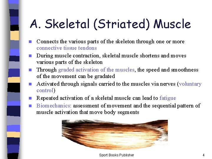 A. Skeletal (Striated) Muscle n n n Connects the various parts of the skeleton