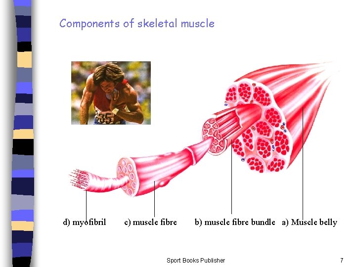 Components of skeletal muscle d) myofibril c) muscle fibre bundle a) Muscle belly Sport