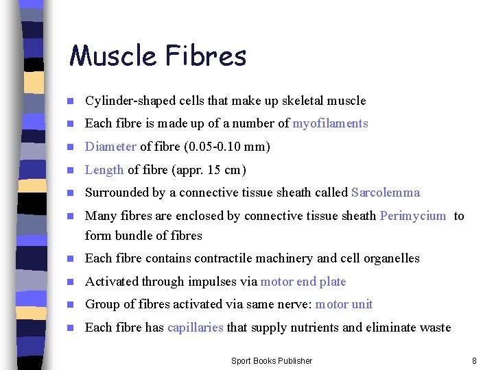 Muscle Fibres n Cylinder-shaped cells that make up skeletal muscle n Each fibre is