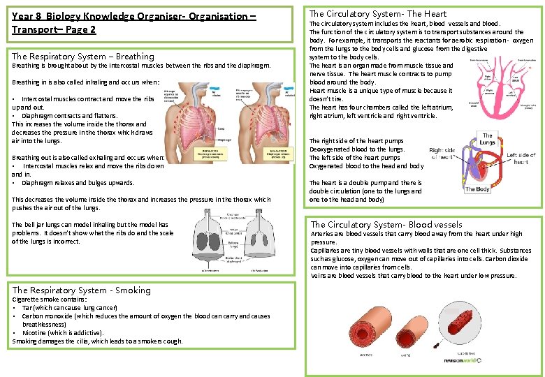 Year 8 Biology Knowledge Organiser- Organisation – Transport– Page 2 The Respiratory System –