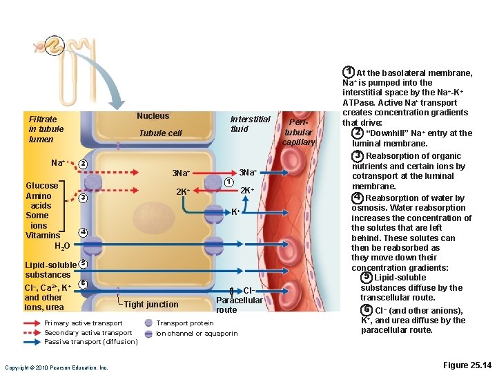 1 At the basolateral membrane, Nucleus Filtrate in tubule lumen Na+ Tubule cell 3