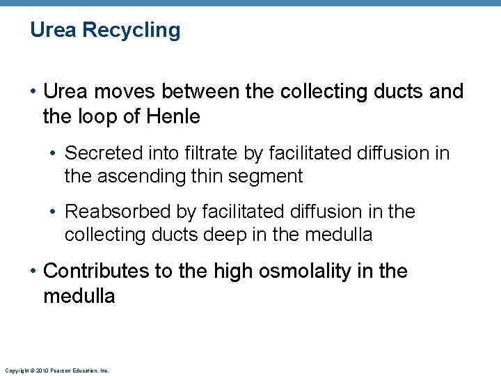 Urea Recycling • Urea moves between the collecting ducts and the loop of Henle