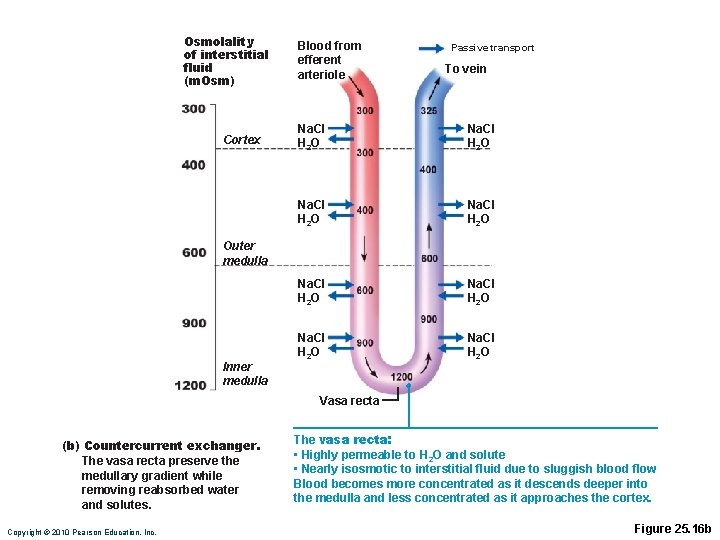 Osmolality of interstitial fluid (m. Osm) Cortex Blood from efferent arteriole Passive transport To