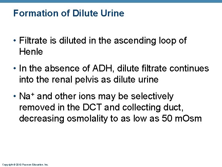 Formation of Dilute Urine • Filtrate is diluted in the ascending loop of Henle