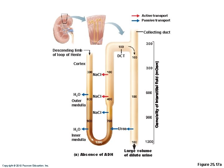 Active transport Passive transport Collecting duct Descending limb of loop of Henle DCT Cortex