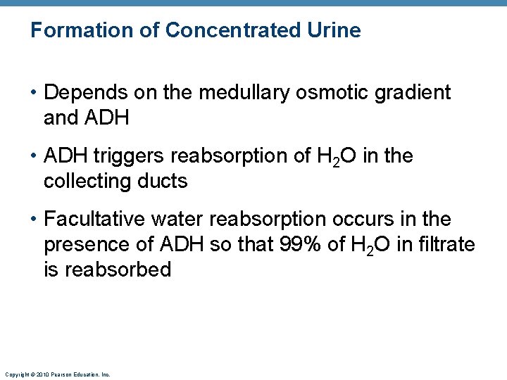 Formation of Concentrated Urine • Depends on the medullary osmotic gradient and ADH •