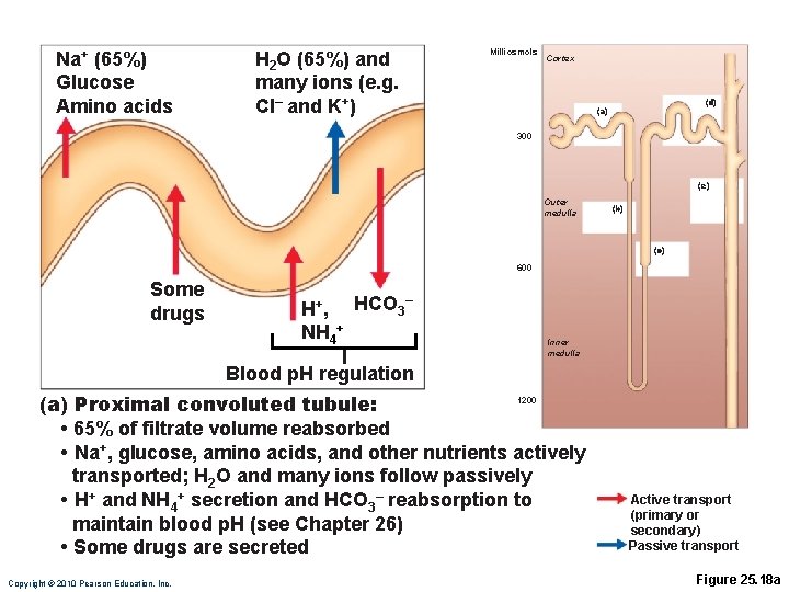 Na+ (65%) Glucose Amino acids H 2 O (65%) and many ions (e. g.