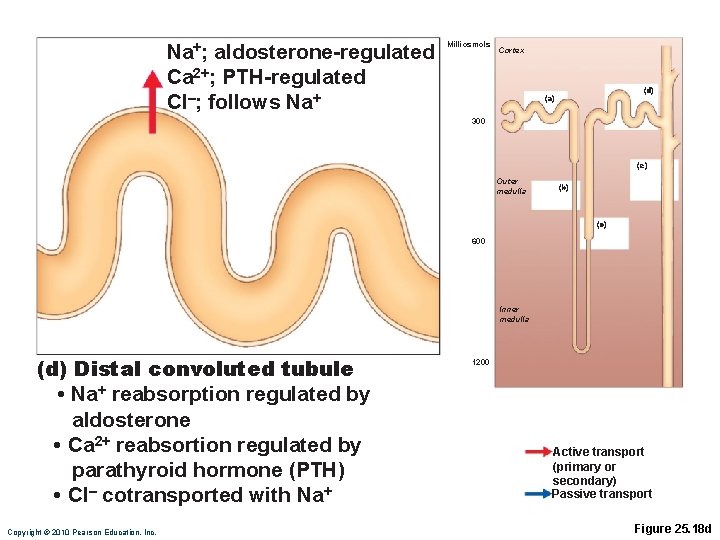 Na+; aldosterone-regulated Ca 2+; PTH-regulated Cl–; follows Na+ Milliosmols Cortex (d) (a) 300 (e)