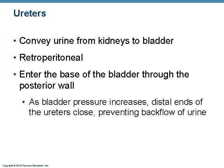 Ureters • Convey urine from kidneys to bladder • Retroperitoneal • Enter the base