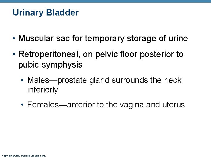 Urinary Bladder • Muscular sac for temporary storage of urine • Retroperitoneal, on pelvic