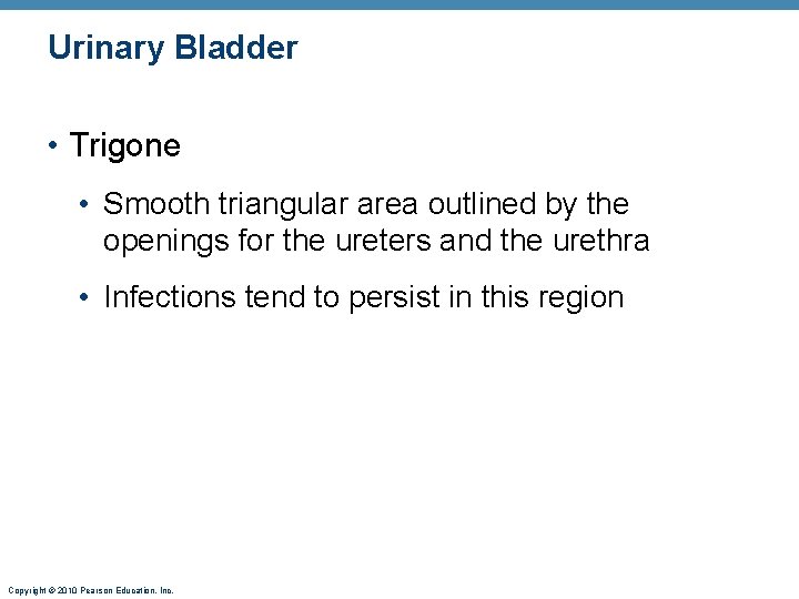 Urinary Bladder • Trigone • Smooth triangular area outlined by the openings for the