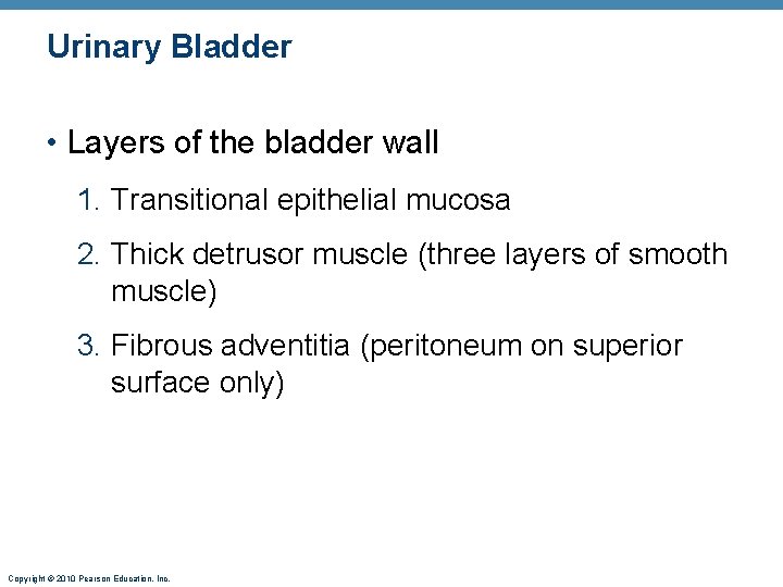 Urinary Bladder • Layers of the bladder wall 1. Transitional epithelial mucosa 2. Thick