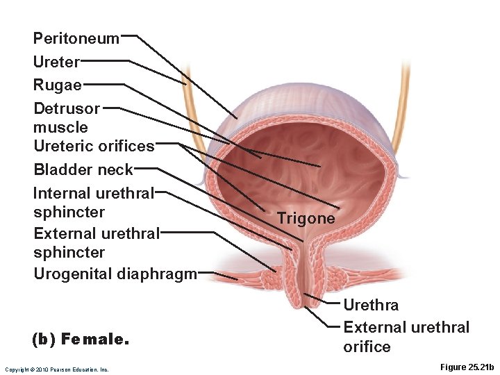 Peritoneum Ureter Rugae Detrusor muscle Ureteric orifices Bladder neck Internal urethral sphincter External urethral