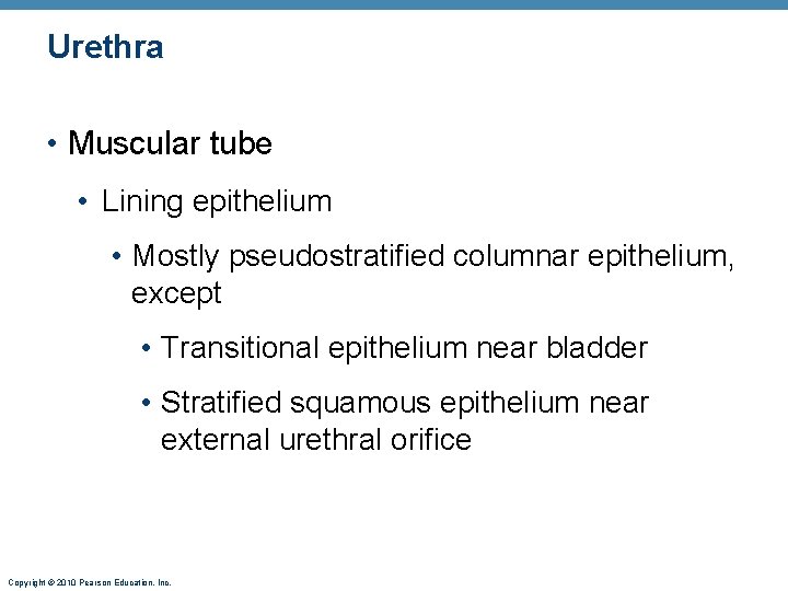 Urethra • Muscular tube • Lining epithelium • Mostly pseudostratified columnar epithelium, except •