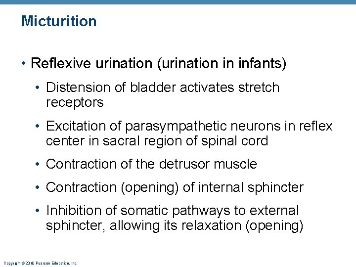 Micturition • Reflexive urination (urination in infants) • Distension of bladder activates stretch receptors